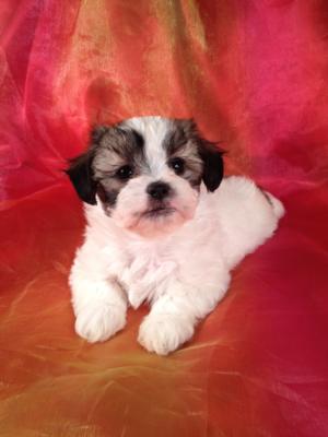 Male shih Tzu Bichon Puppy for sale #1 DOB 12-12-13 Teddy bear breeder who has puppies for sale at lower prices than most bichon shih tzu Breeders in FL,ME,NH,NC,CA,NJ,MD,MA,and PA.